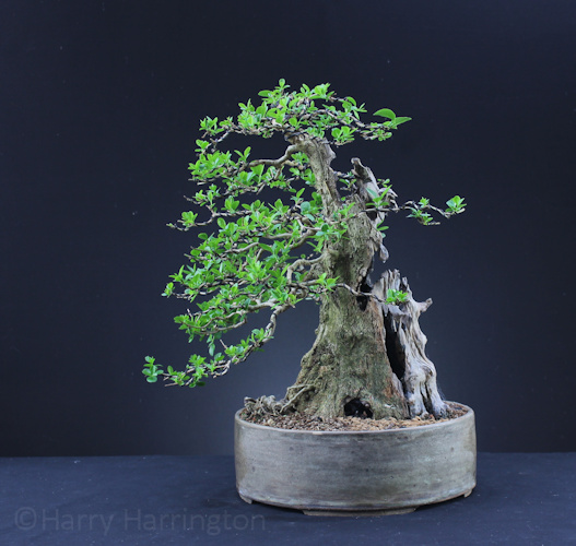 privet bonsai